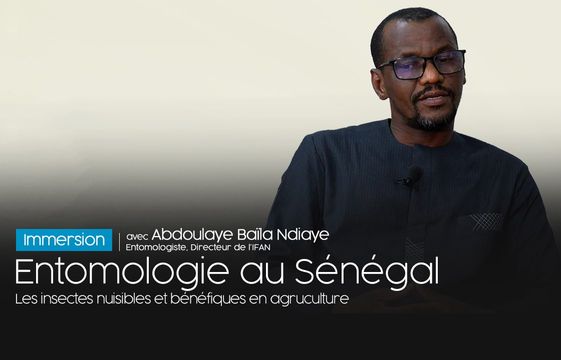 Immersion Abdoulaye B Ndiaye
